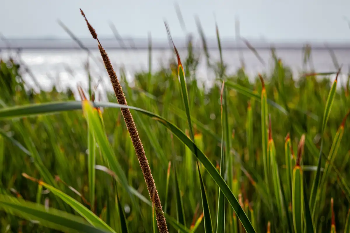 Brazoria National Wildlife Refuge